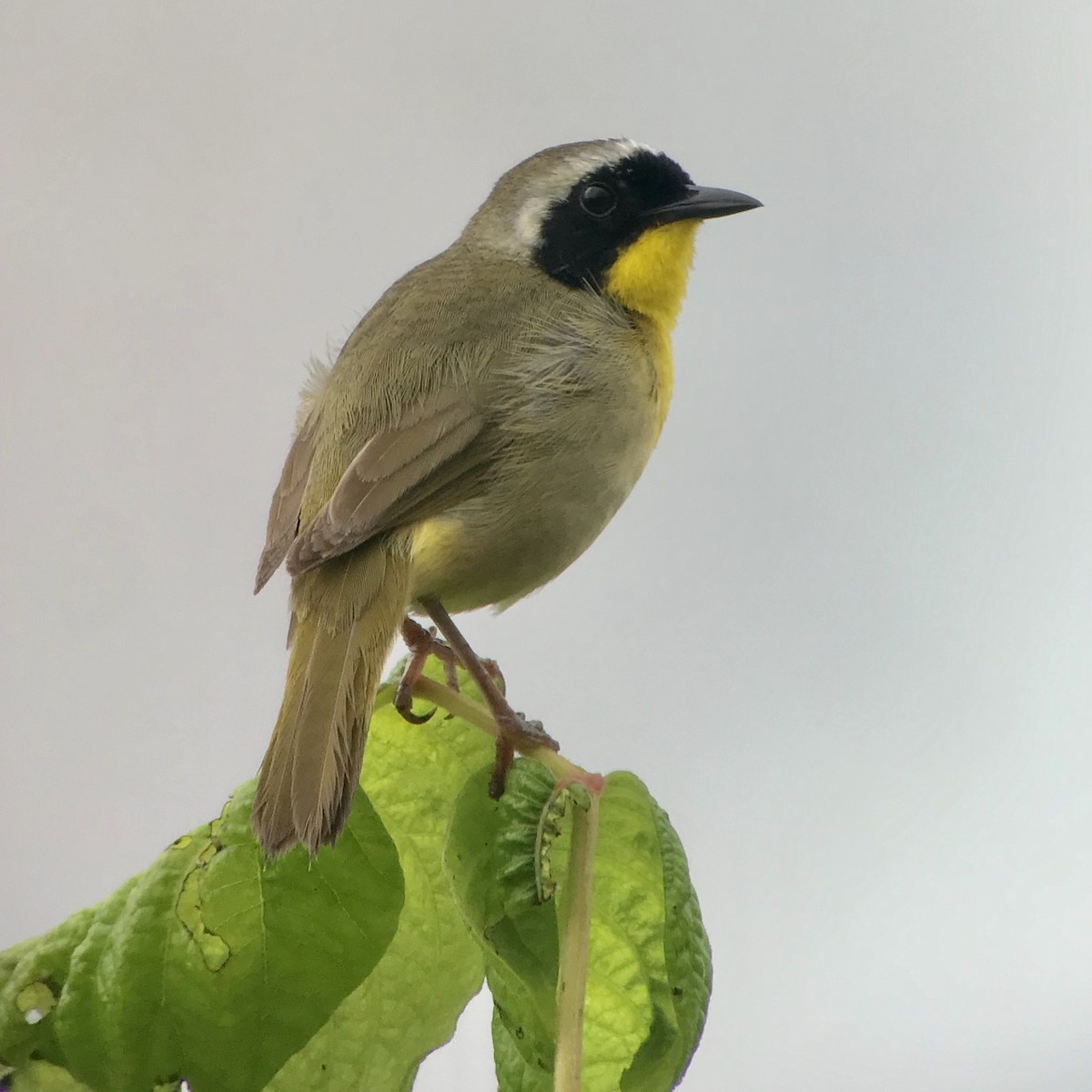 Common Yellowthroat - ML165118551
