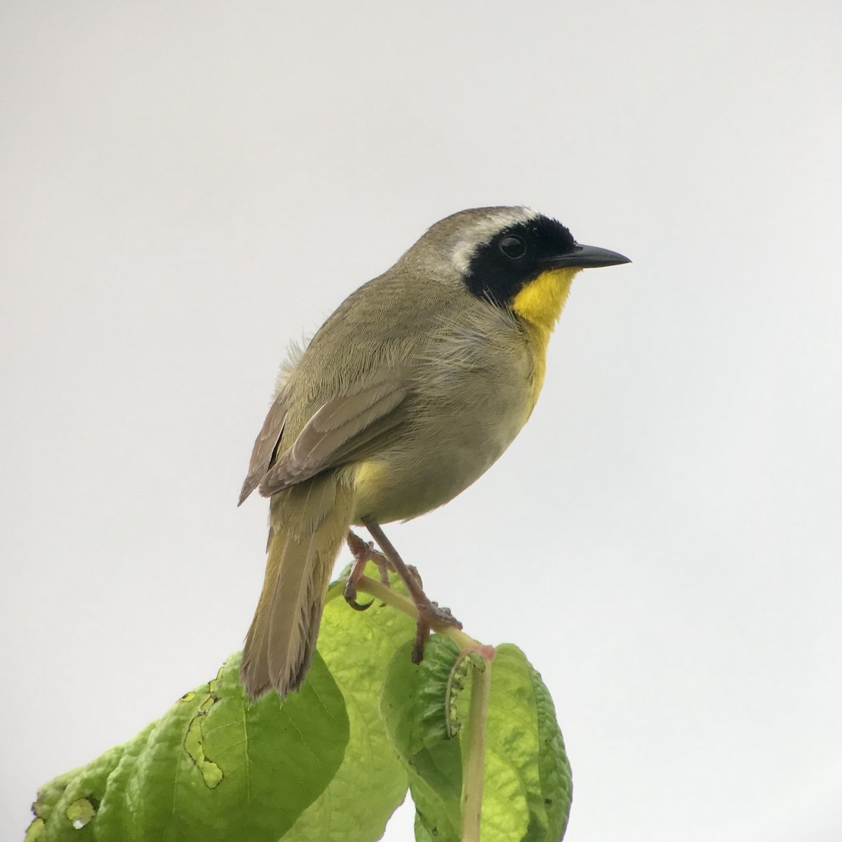 Common Yellowthroat - ML165118561