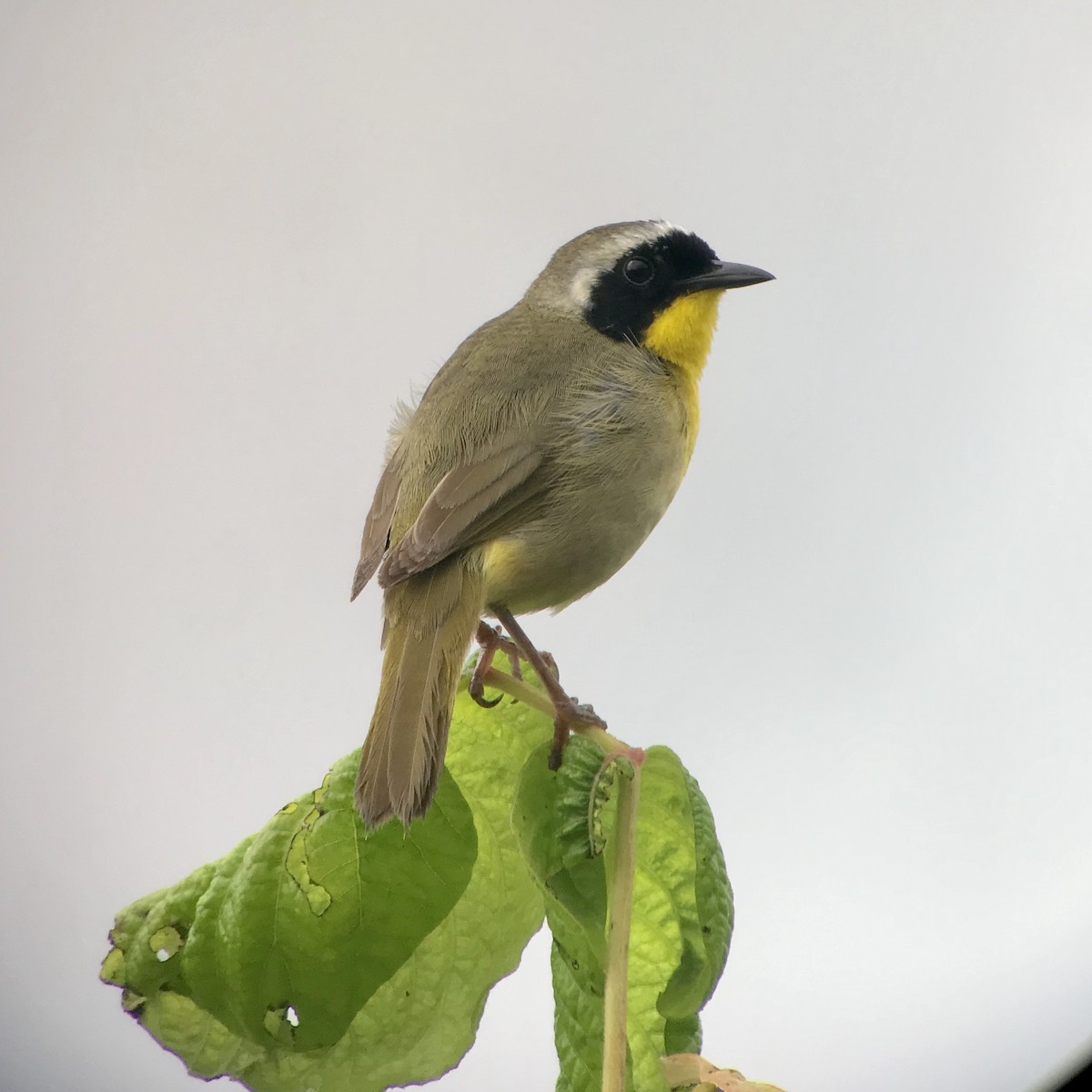 Common Yellowthroat - ML165118581