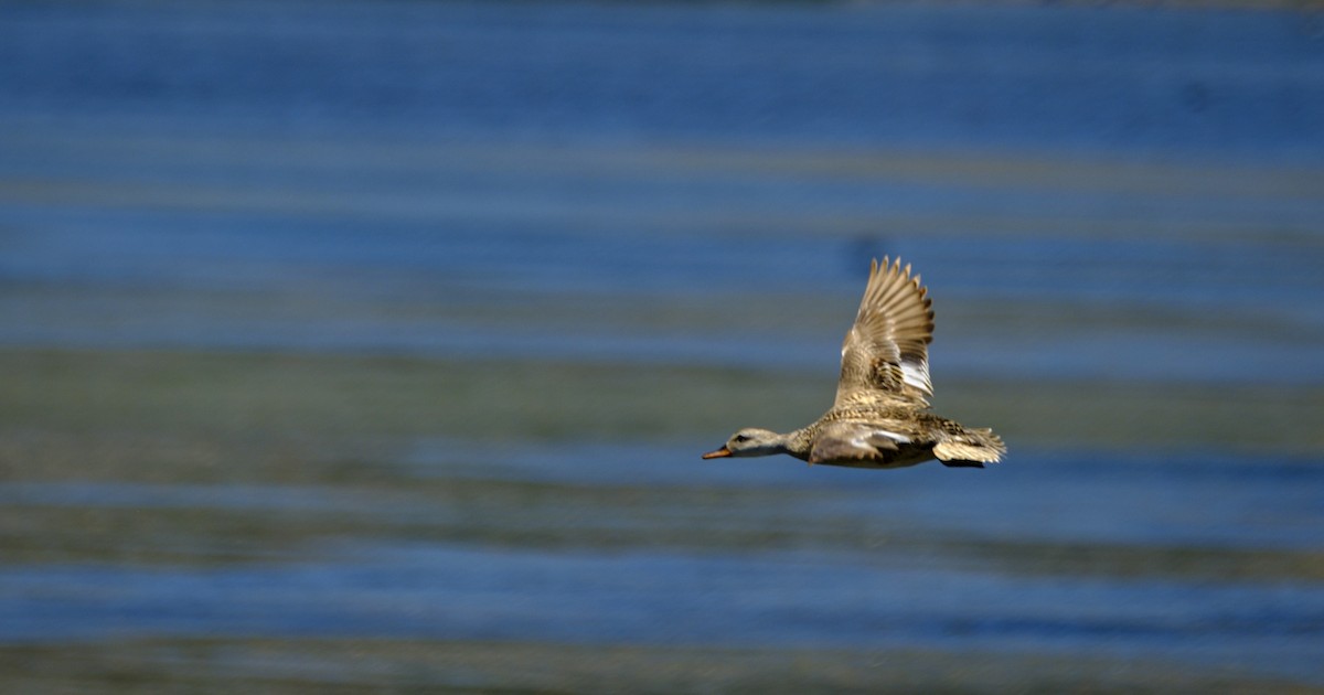 Canard colvert - ML165119341