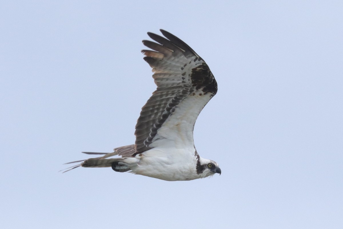 Águila Pescadora - ML165119501