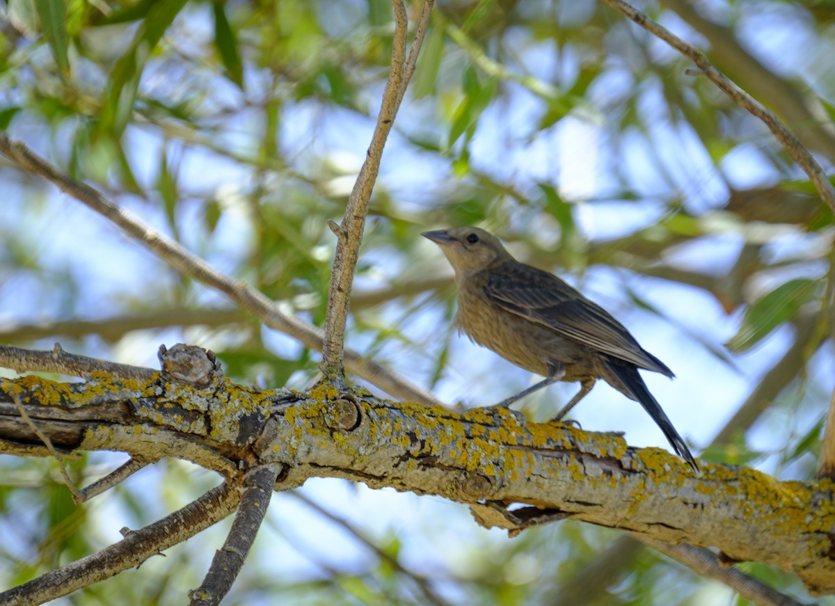 Brewer's Blackbird - ML165119631