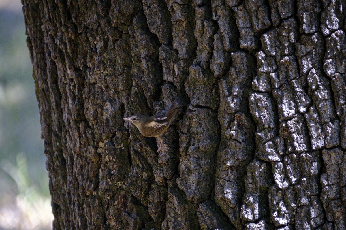 House Wren - ML165120501