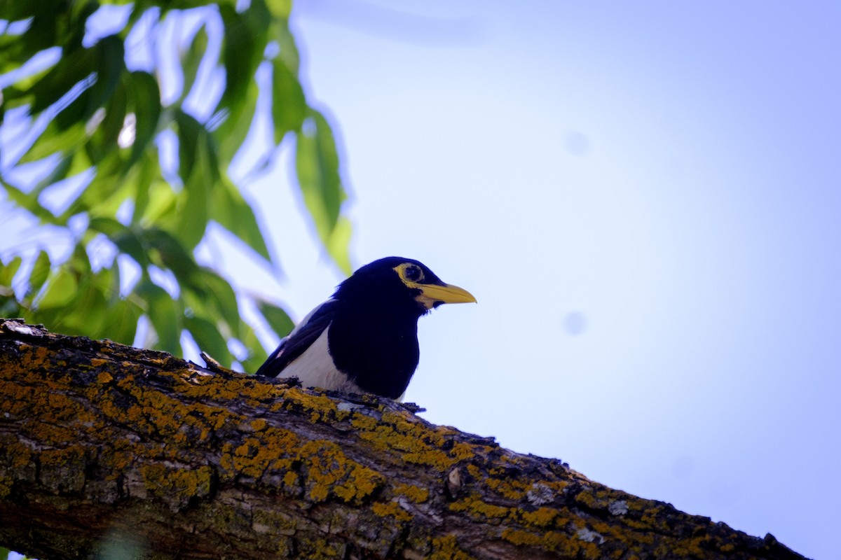 Yellow-billed Magpie - ML165121701