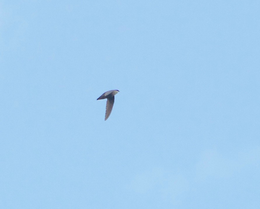 Chimney Swift - ML165122461