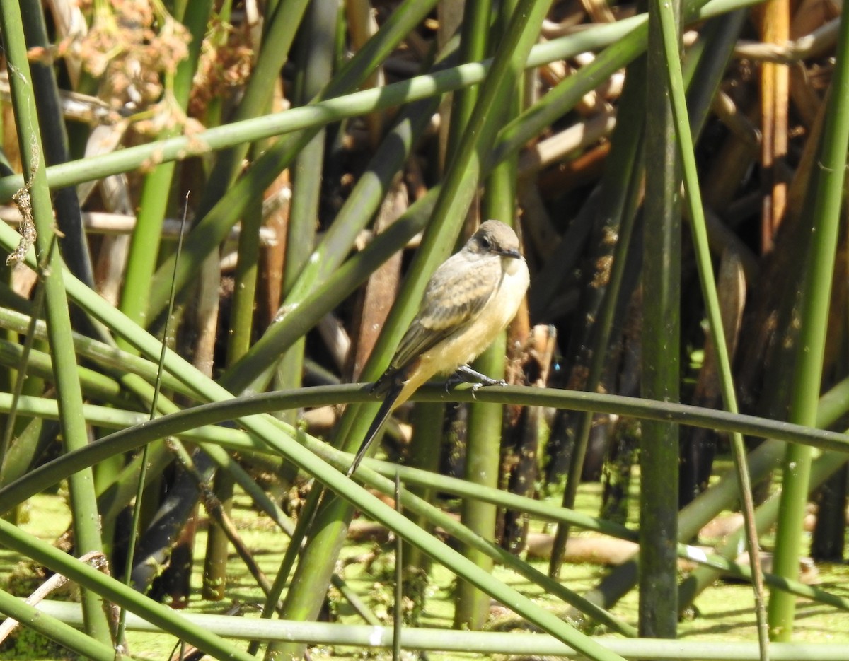 Say's Phoebe - Mary Forrestal