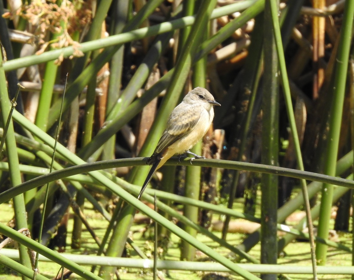 Say's Phoebe - ML165123181