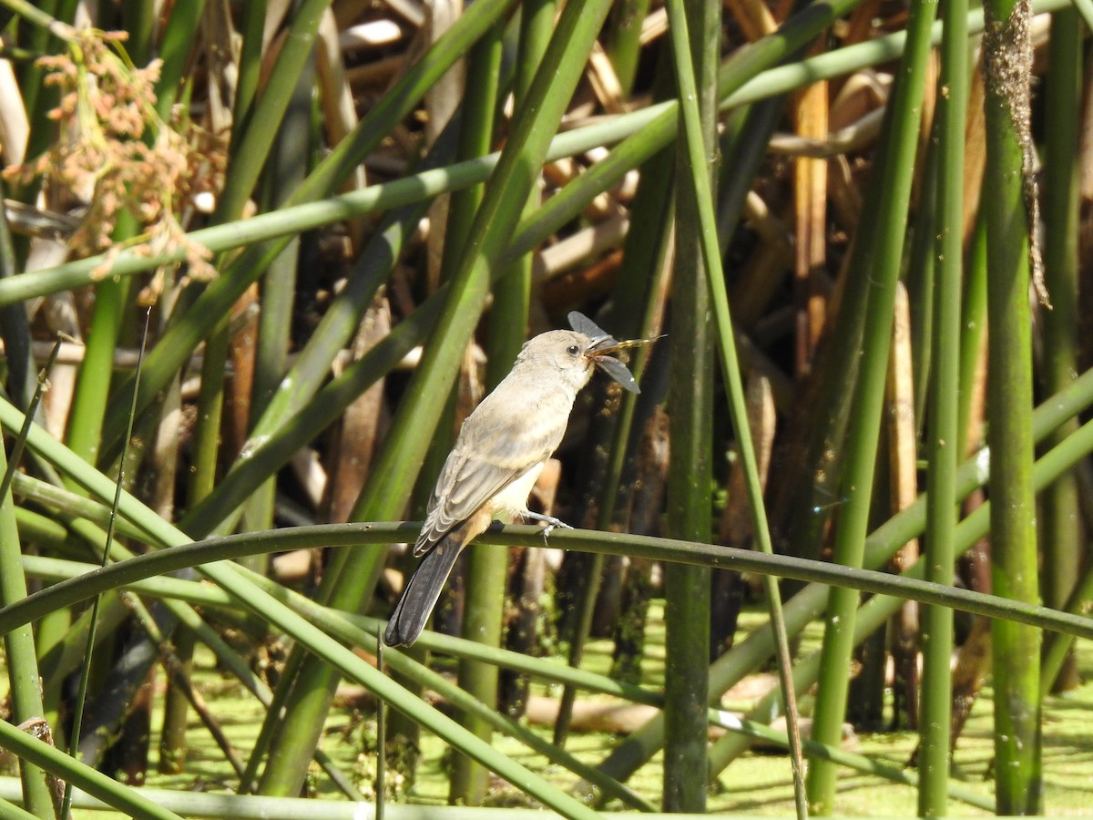 Say's Phoebe - ML165123221