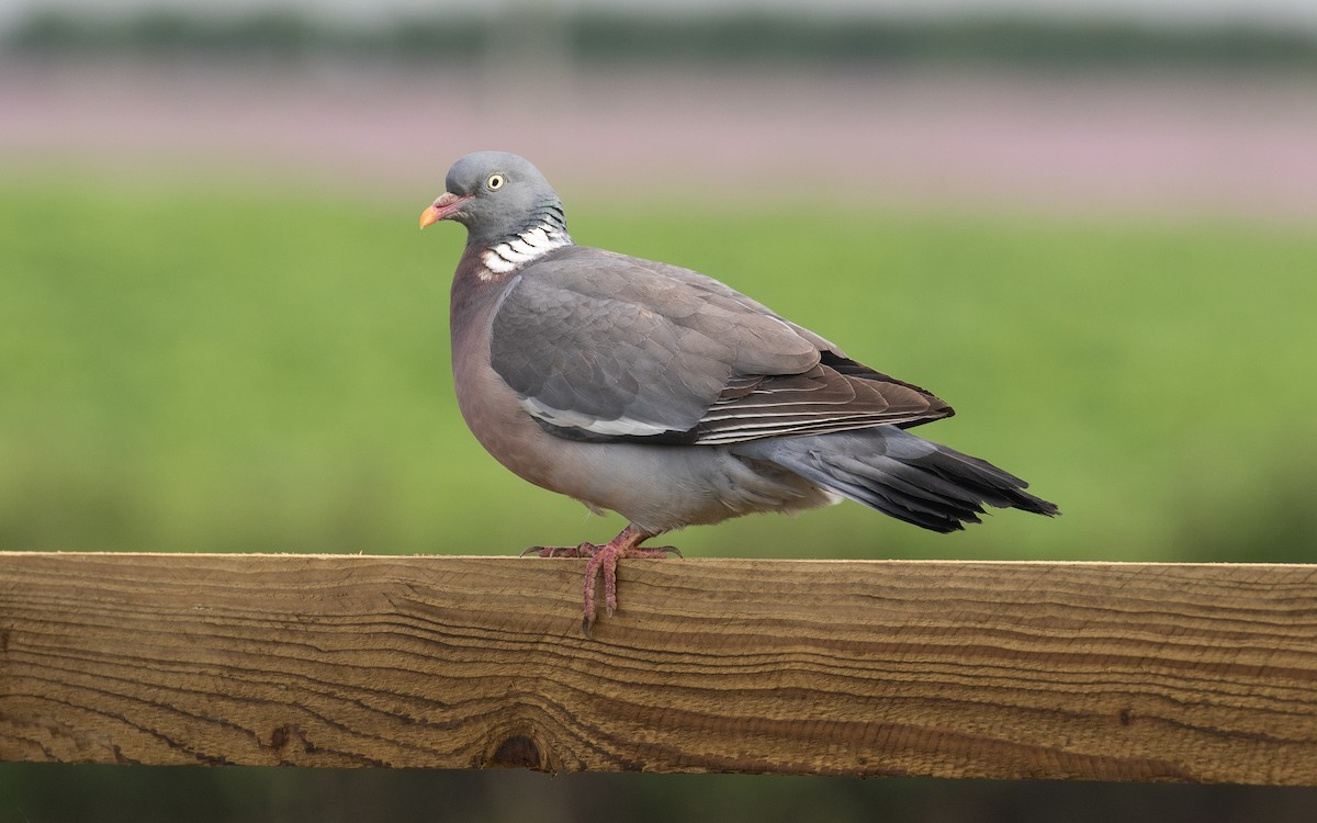 Common Wood-Pigeon (White-necked) - James Kennerley