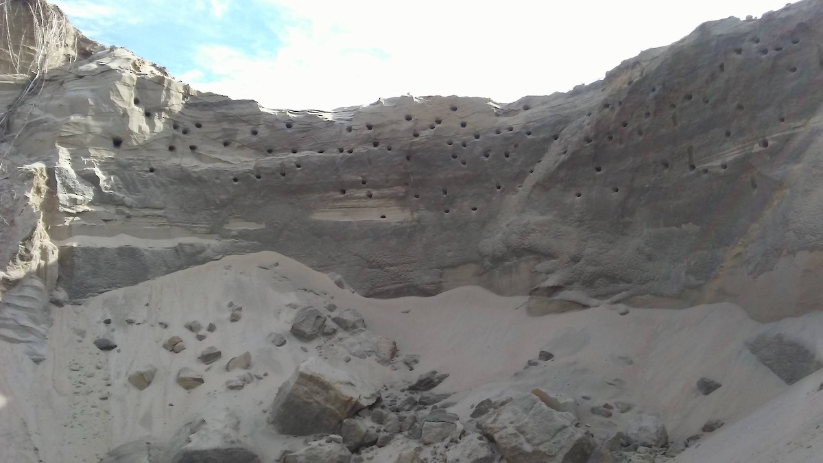 Bank Swallow - Alain Boisclair