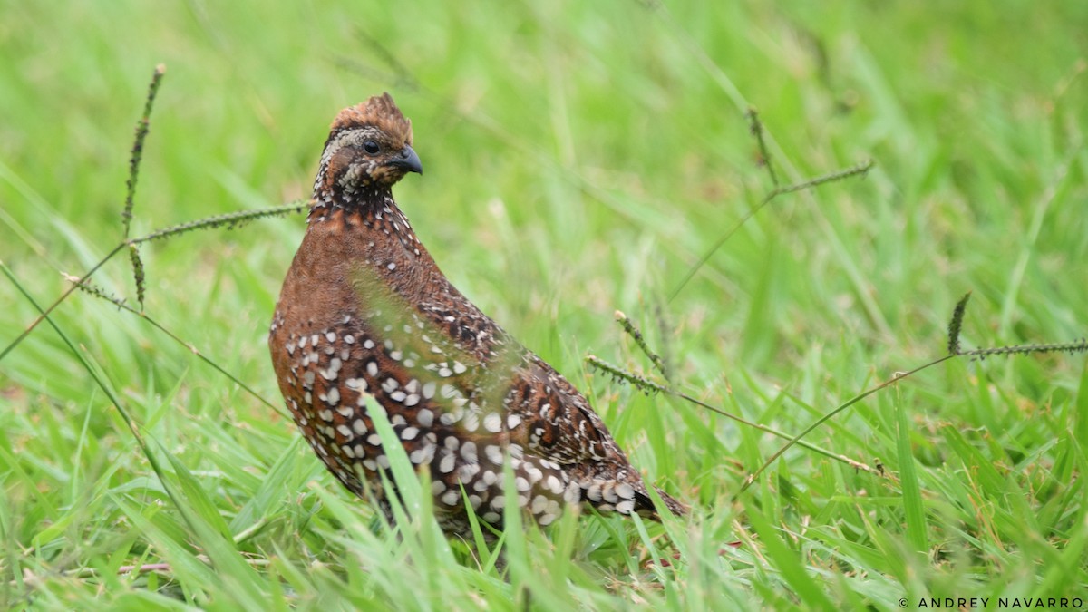 Crested Bobwhite - ML165125821