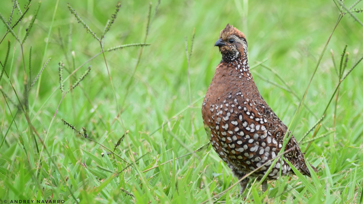 Spot-bellied Bobwhite - Andrey Navarro Brenes