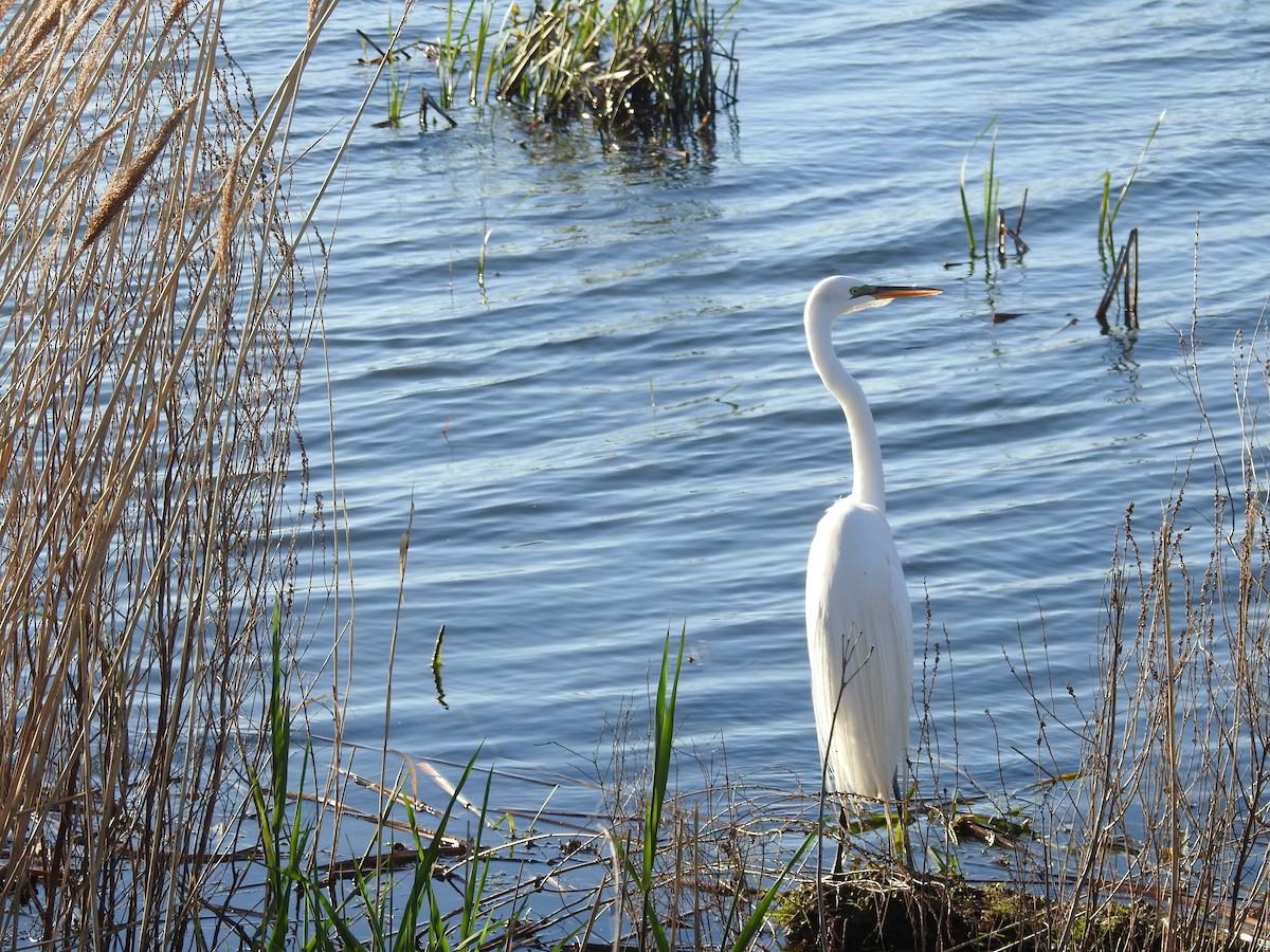 Great Egret - Tracy f