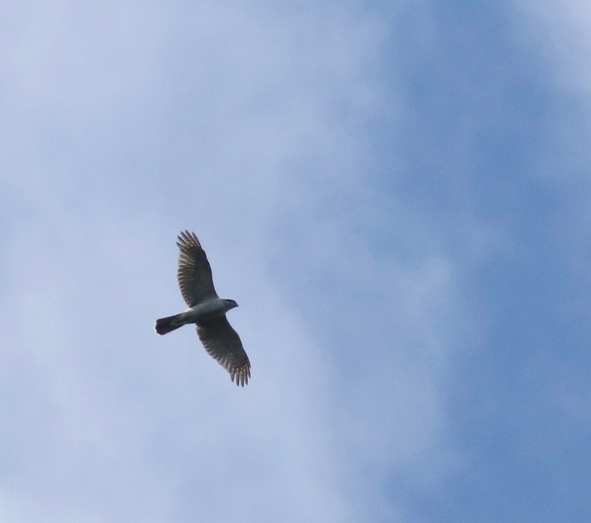 American Goshawk - ML165126701