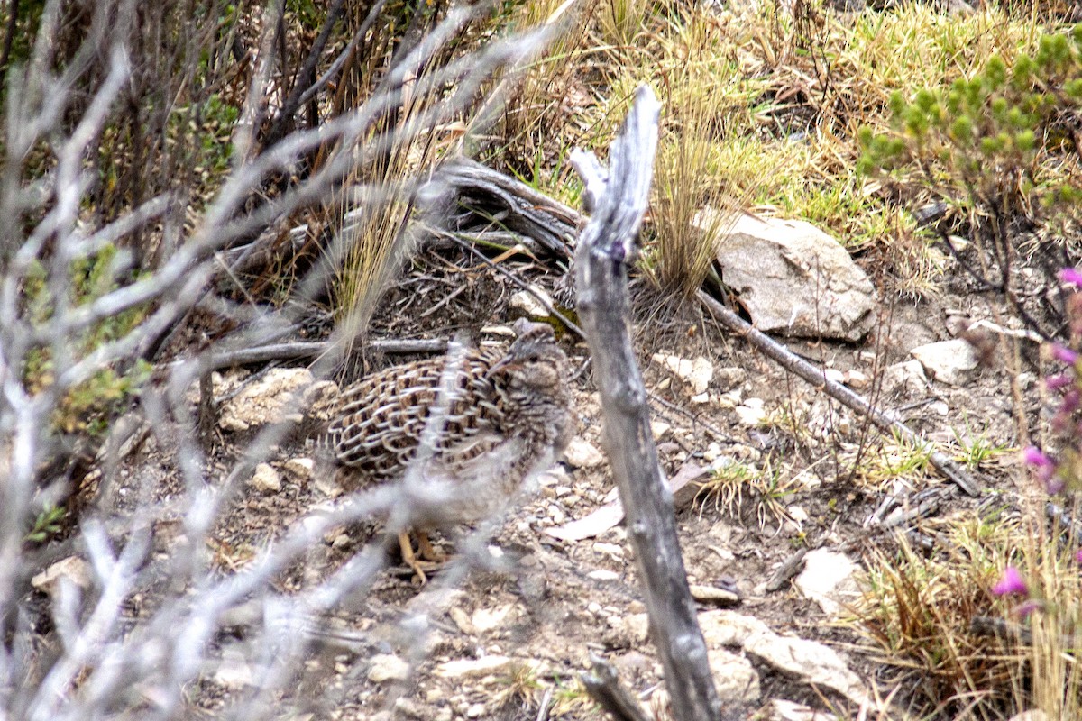 Ornate Tinamou - ML165127821