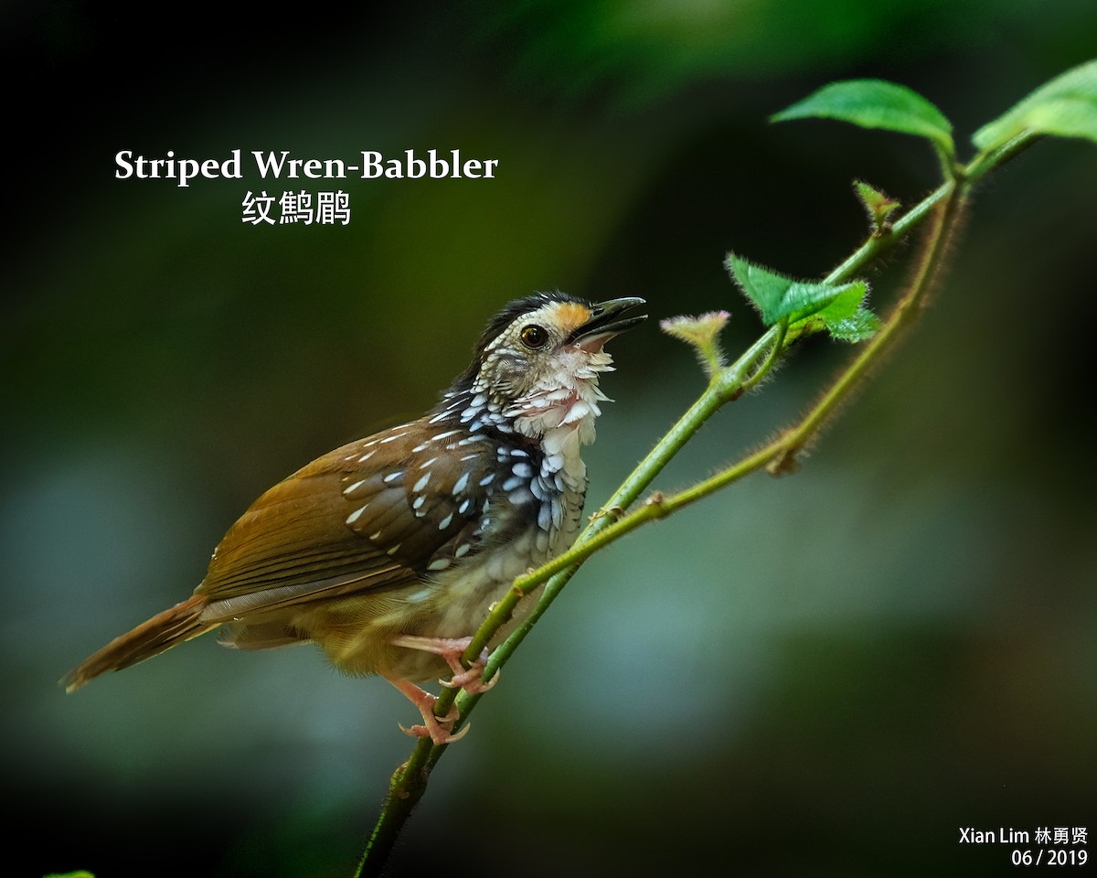 Striped Wren-Babbler - Lim Ying Hien
