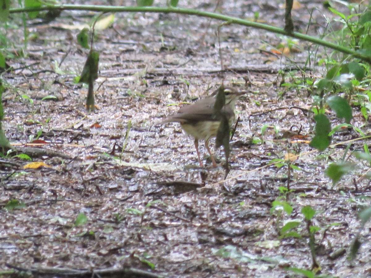 Louisiana Waterthrush - ML165128621