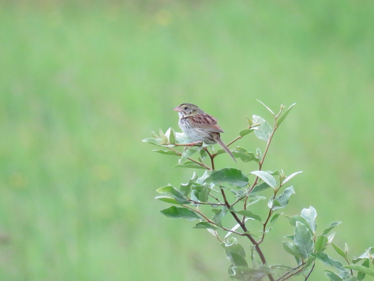 Henslow's Sparrow - ML165128671