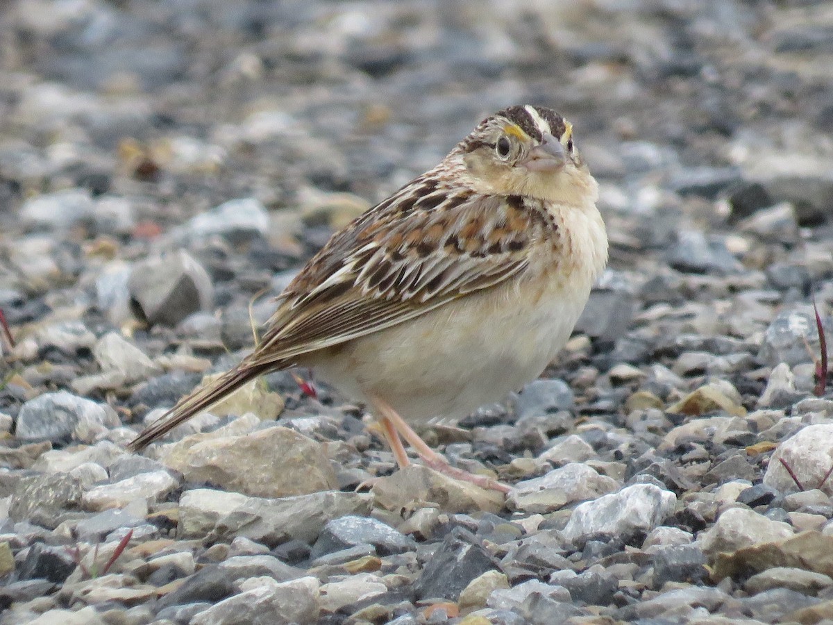 Grasshopper Sparrow - ML165128791