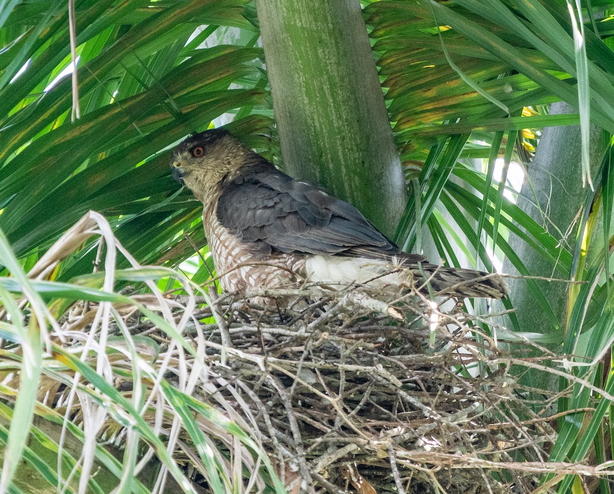 Яструб чорноголовий - ML165130461