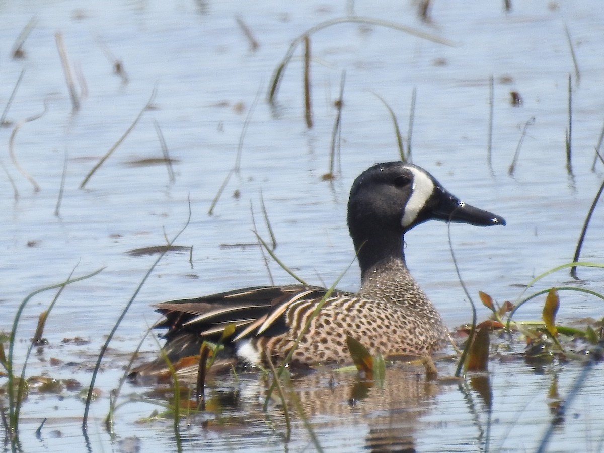 Blue-winged Teal - ML165131711