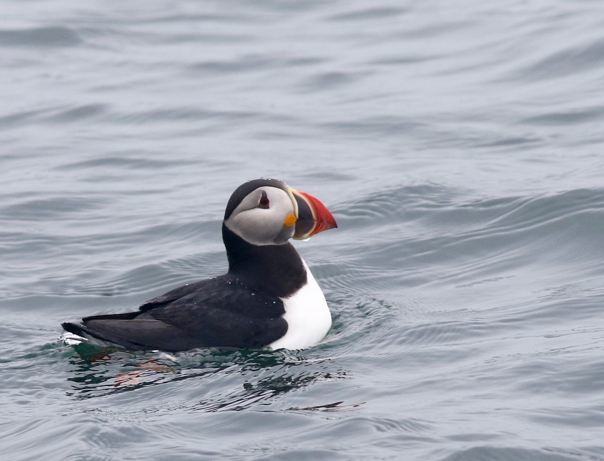 Atlantic Puffin - Theo Staengl