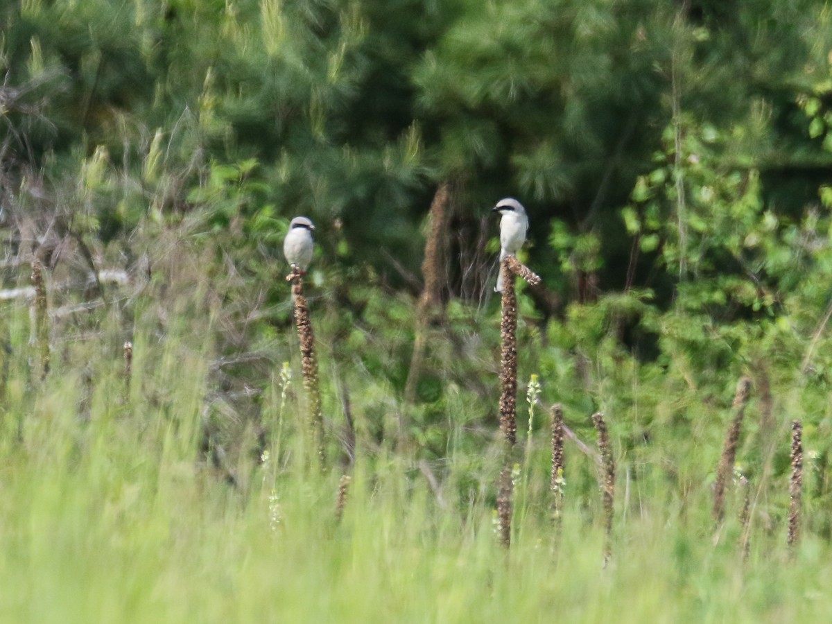 Pie-grièche migratrice - ML165133851