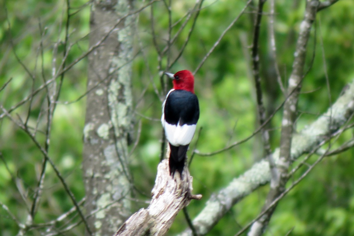 Red-headed Woodpecker - ML165134691