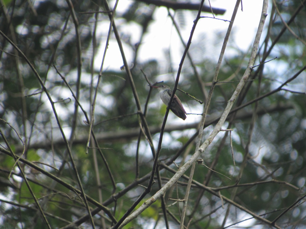 White-bellied Emerald - ML165138711