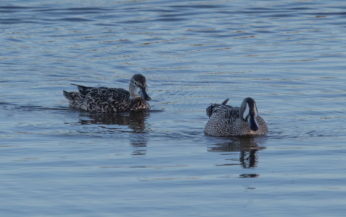 Blue-winged Teal - ML165139571