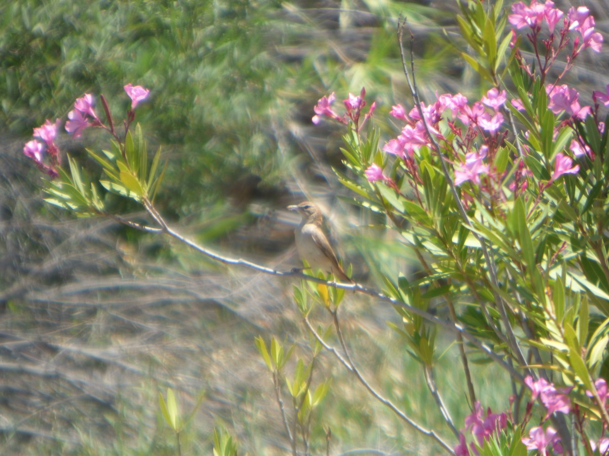Rufous-tailed Scrub-Robin (Rufous-tailed) - ML165142151