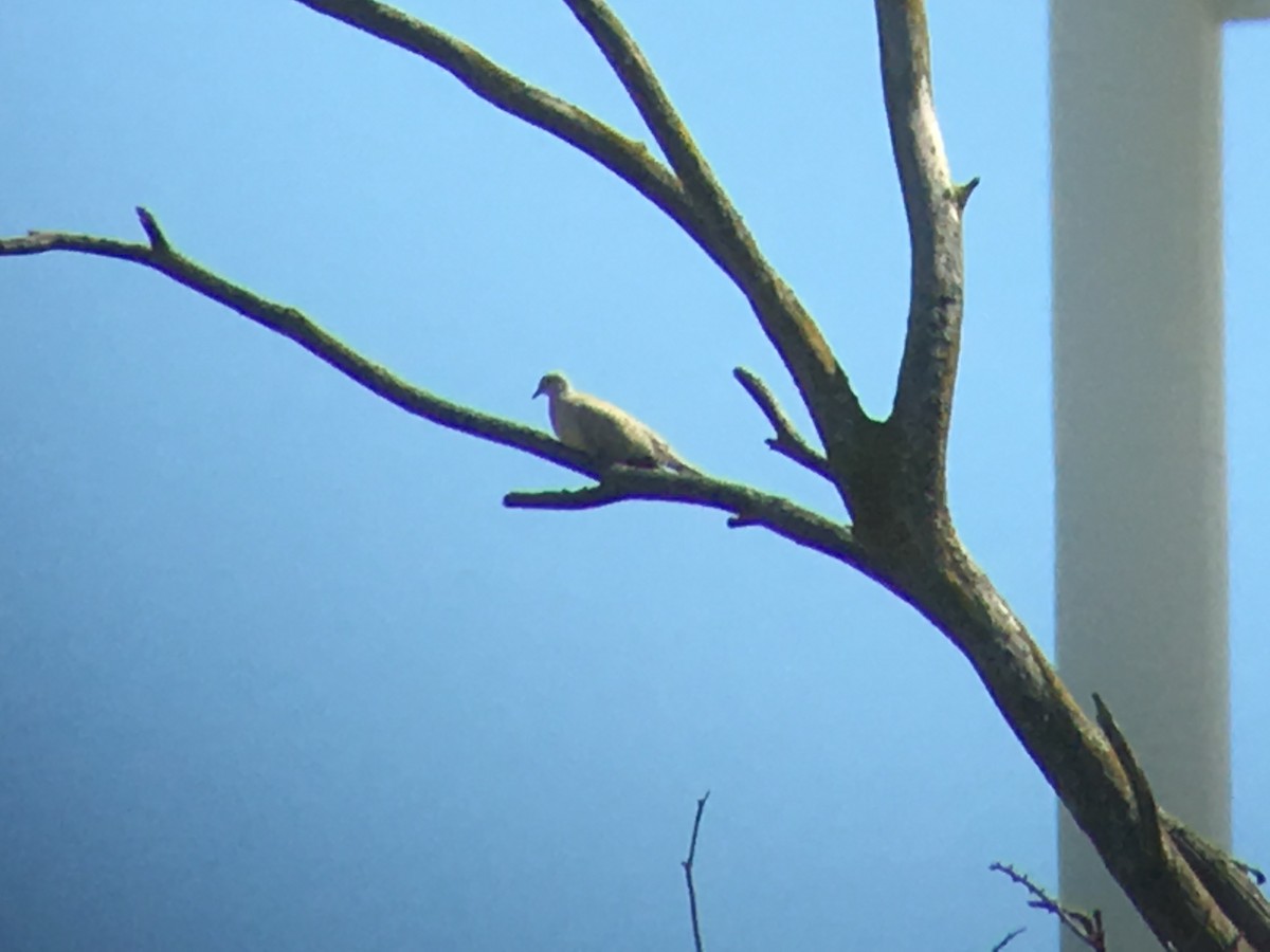 Eurasian Collared-Dove - ML165145411