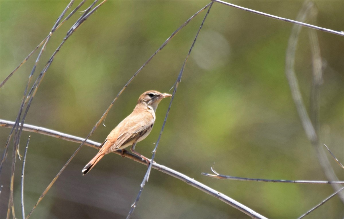 Rufous-tailed Scrub-Robin (Rufous-tailed) - ML165145791