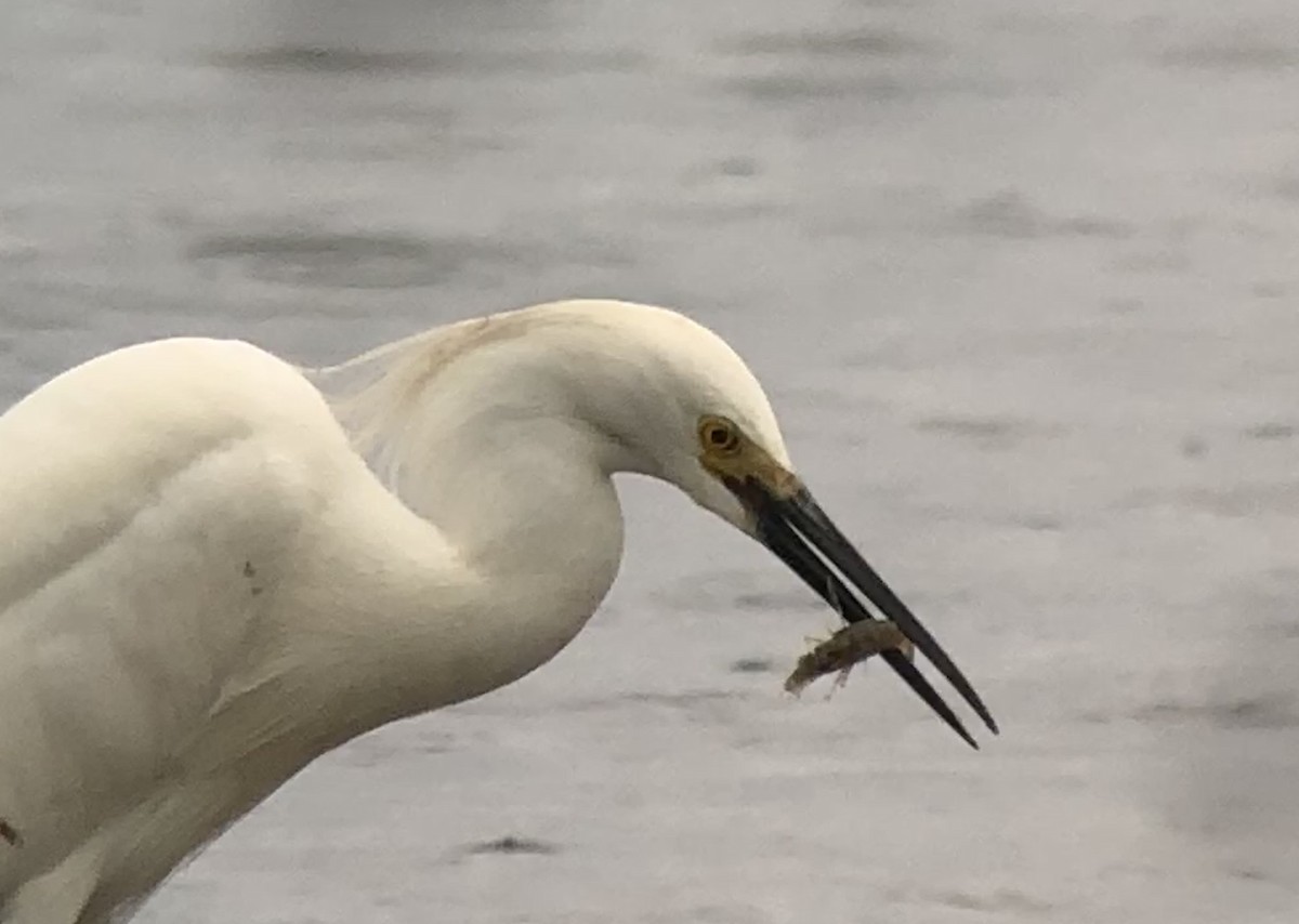 Snowy Egret - ML165148721