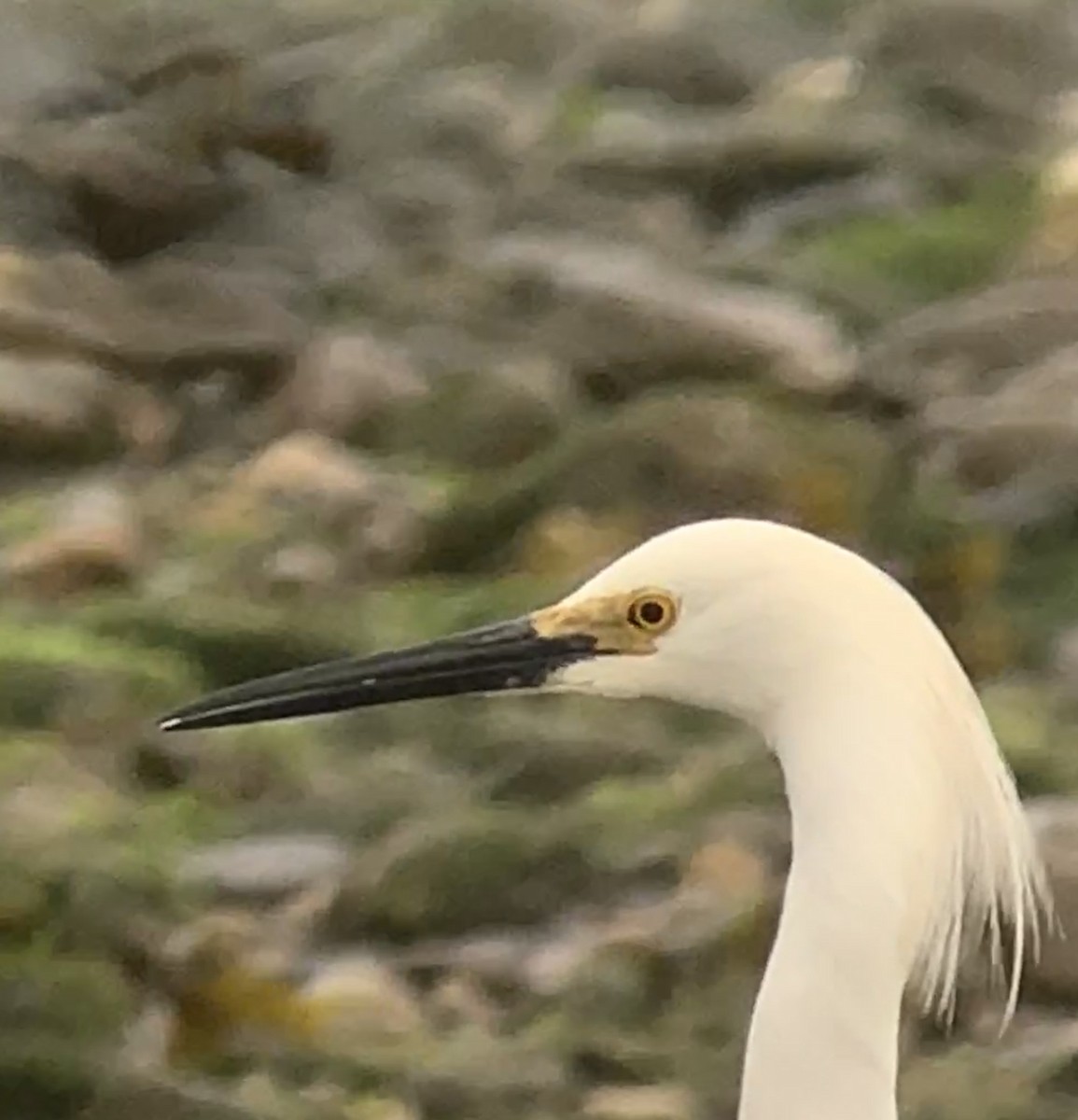 Snowy Egret - ML165148751