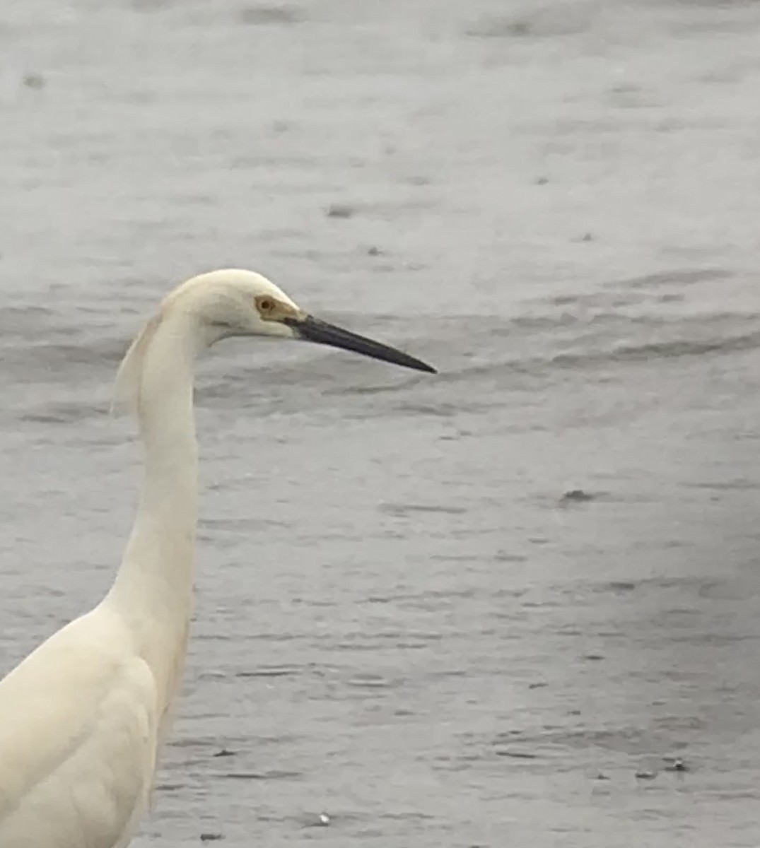 Snowy Egret - ML165148771