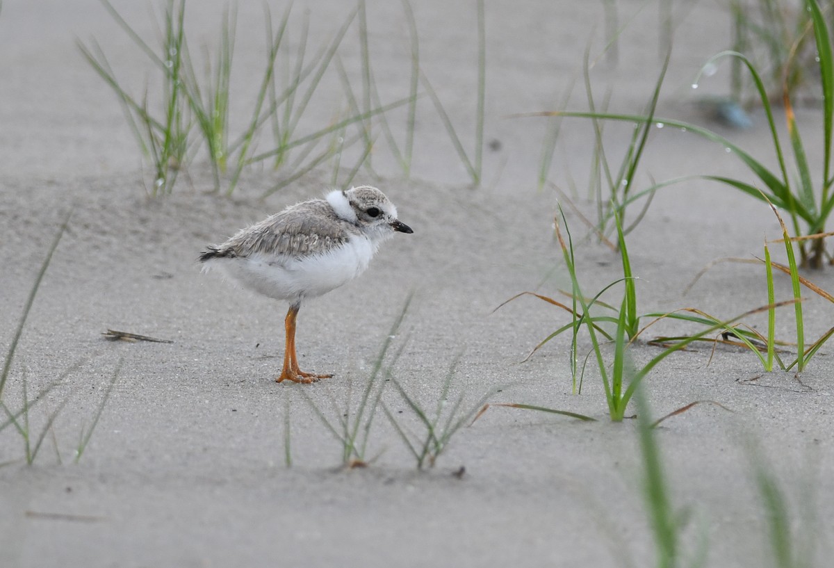 Piping Plover - ML165151251