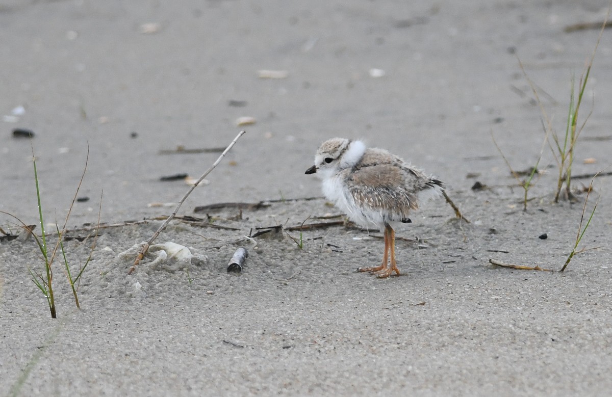 Piping Plover - ML165151271