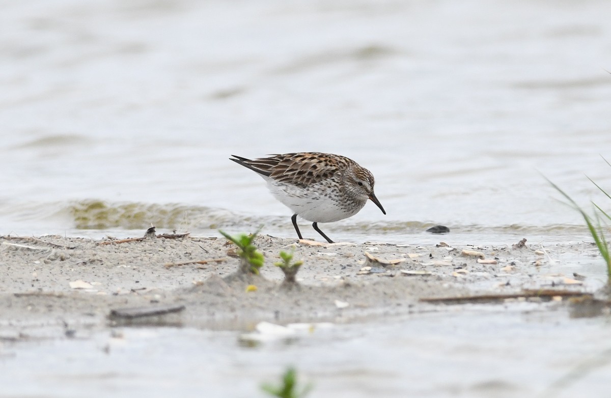 White-rumped Sandpiper - ML165151341