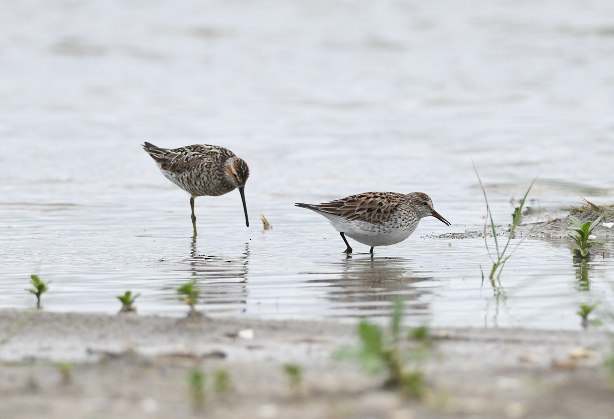 White-rumped Sandpiper - ML165151351