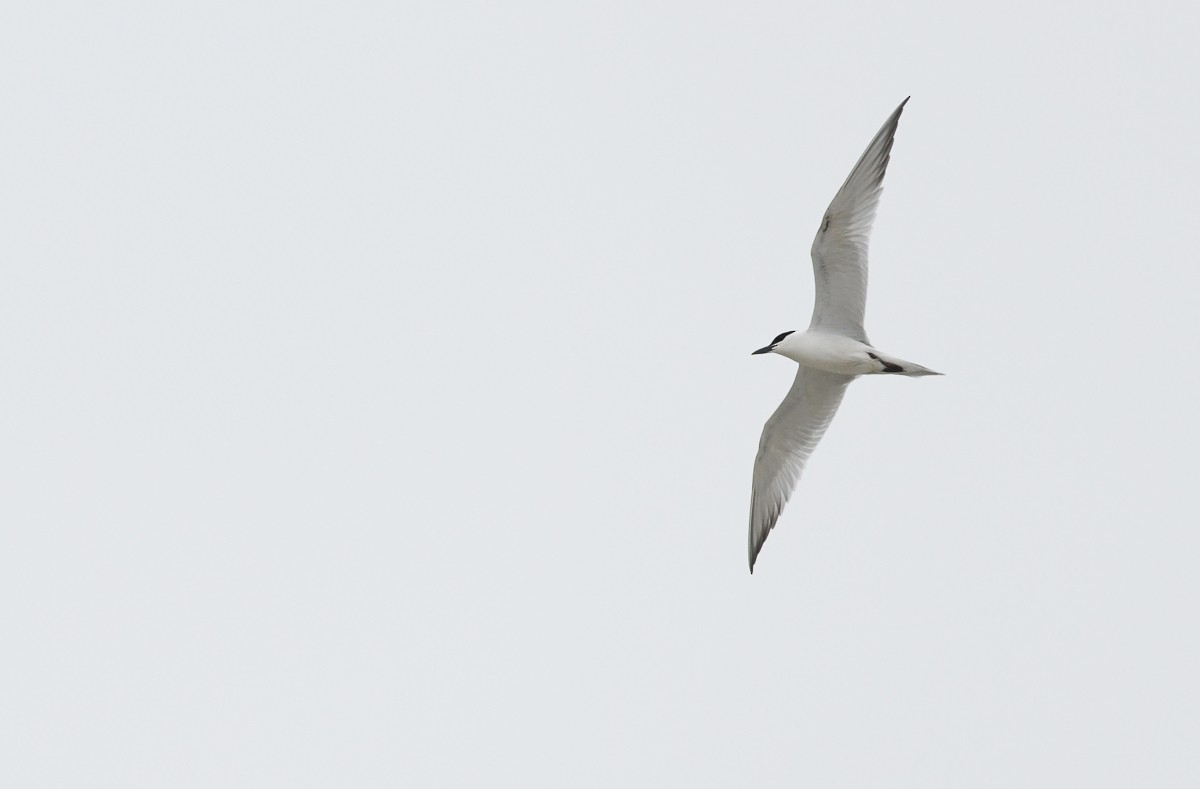 Gull-billed Tern - ML165151371