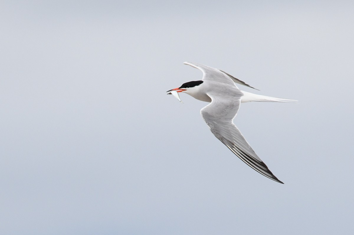 Common Tern - ML165151391
