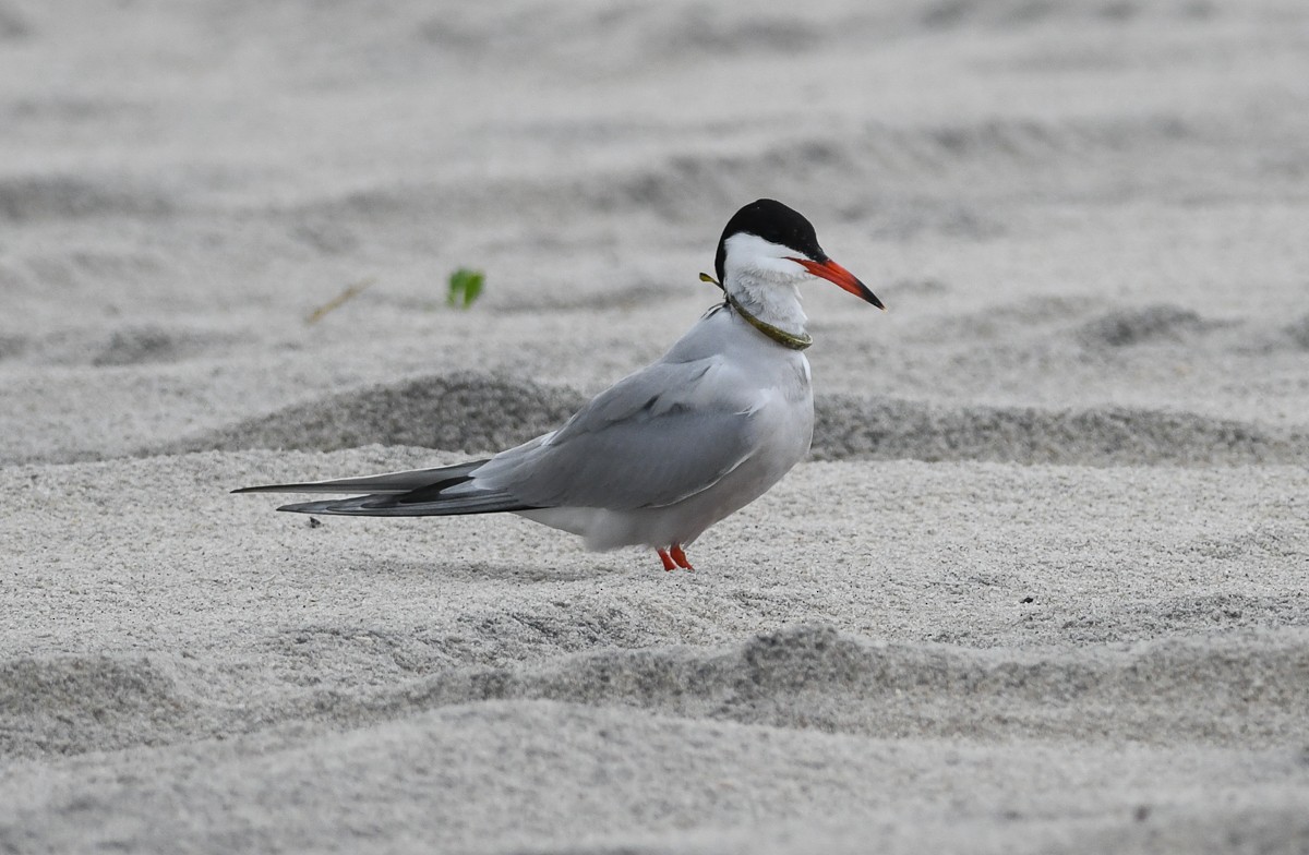 Common Tern - ML165151401