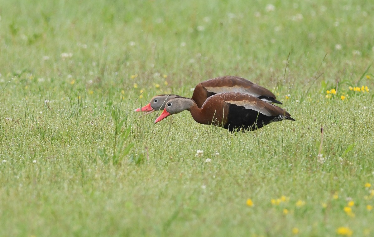 Black-bellied Whistling-Duck - ML165151531