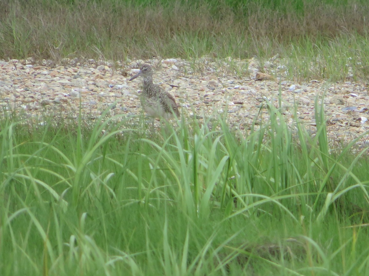 Willet - ML165151771