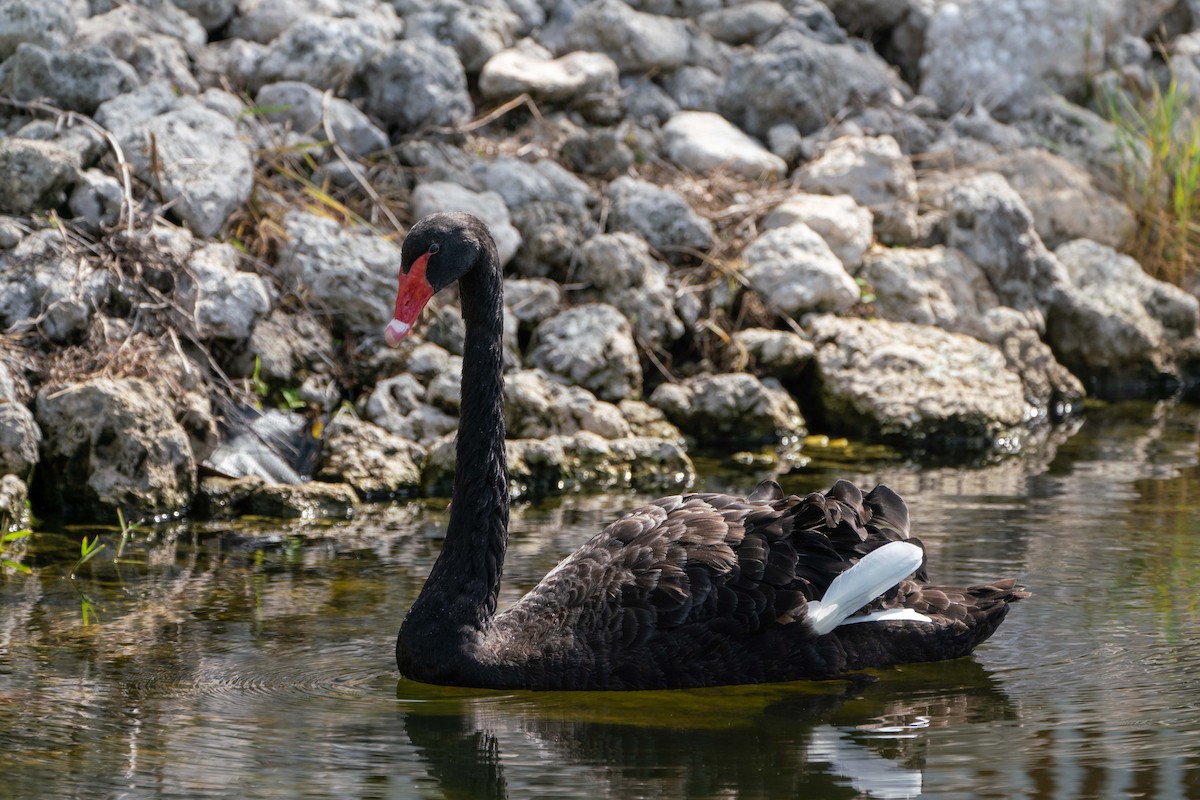 Black Swan - John Kern