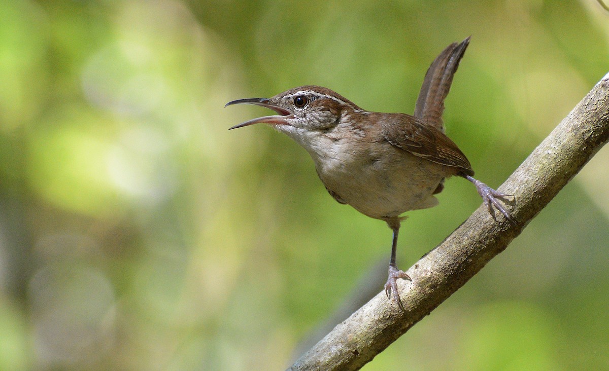 Carolina Wren - Jorge Dangel