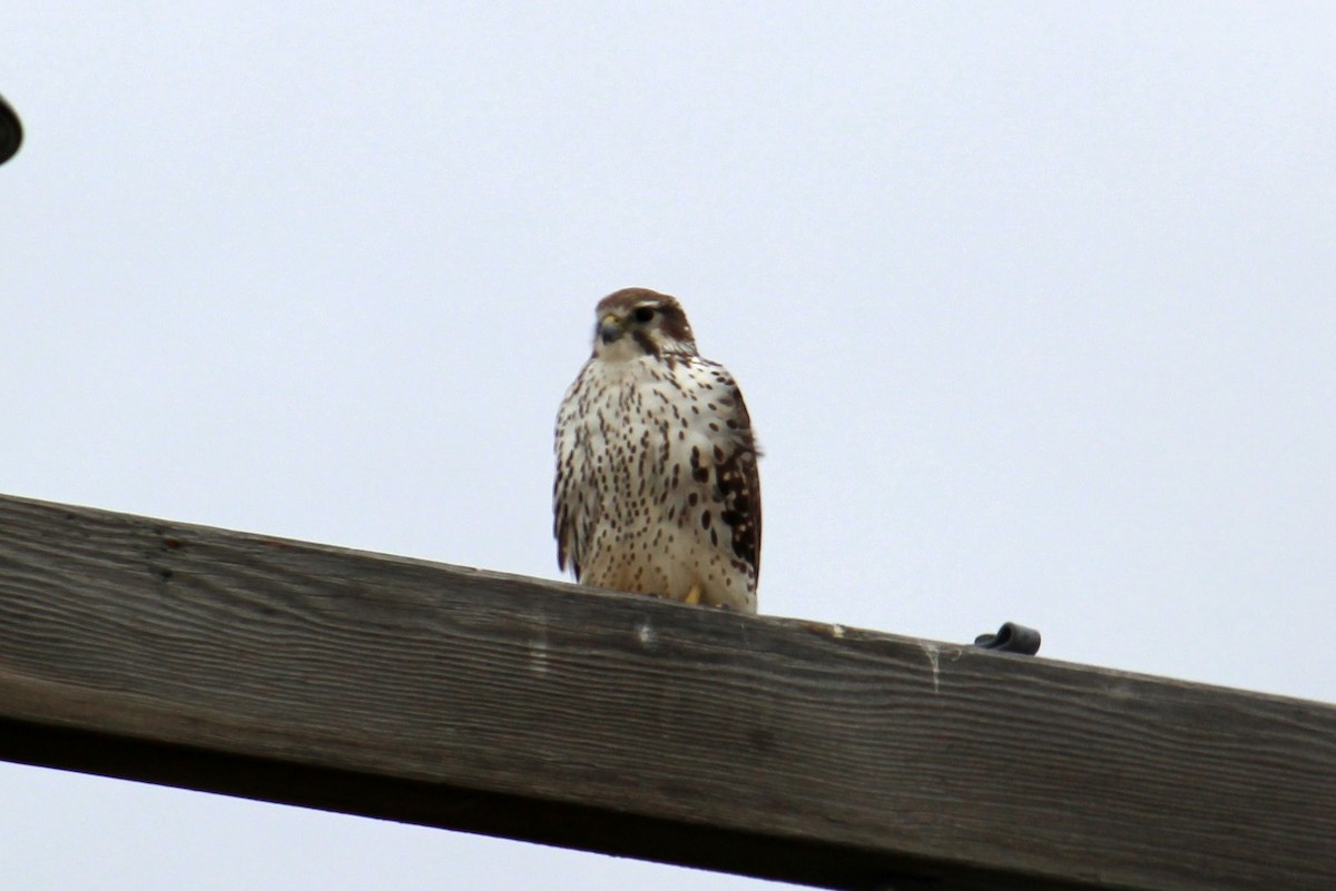 Prairie Falcon - Steve Hofhine