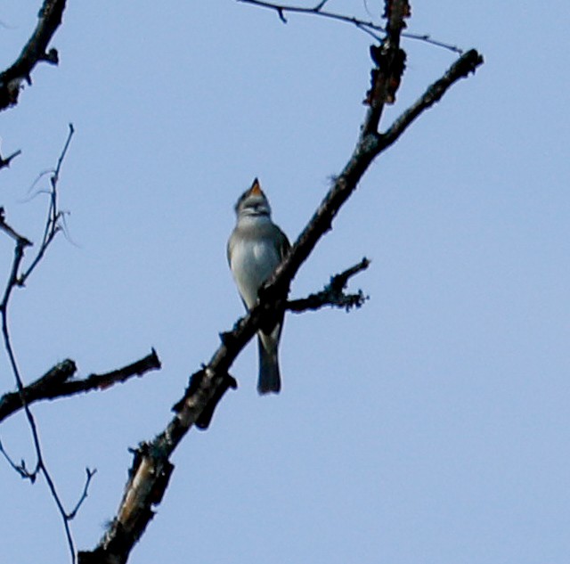 Olivflanken-Schnäppertyrann - ML165158201