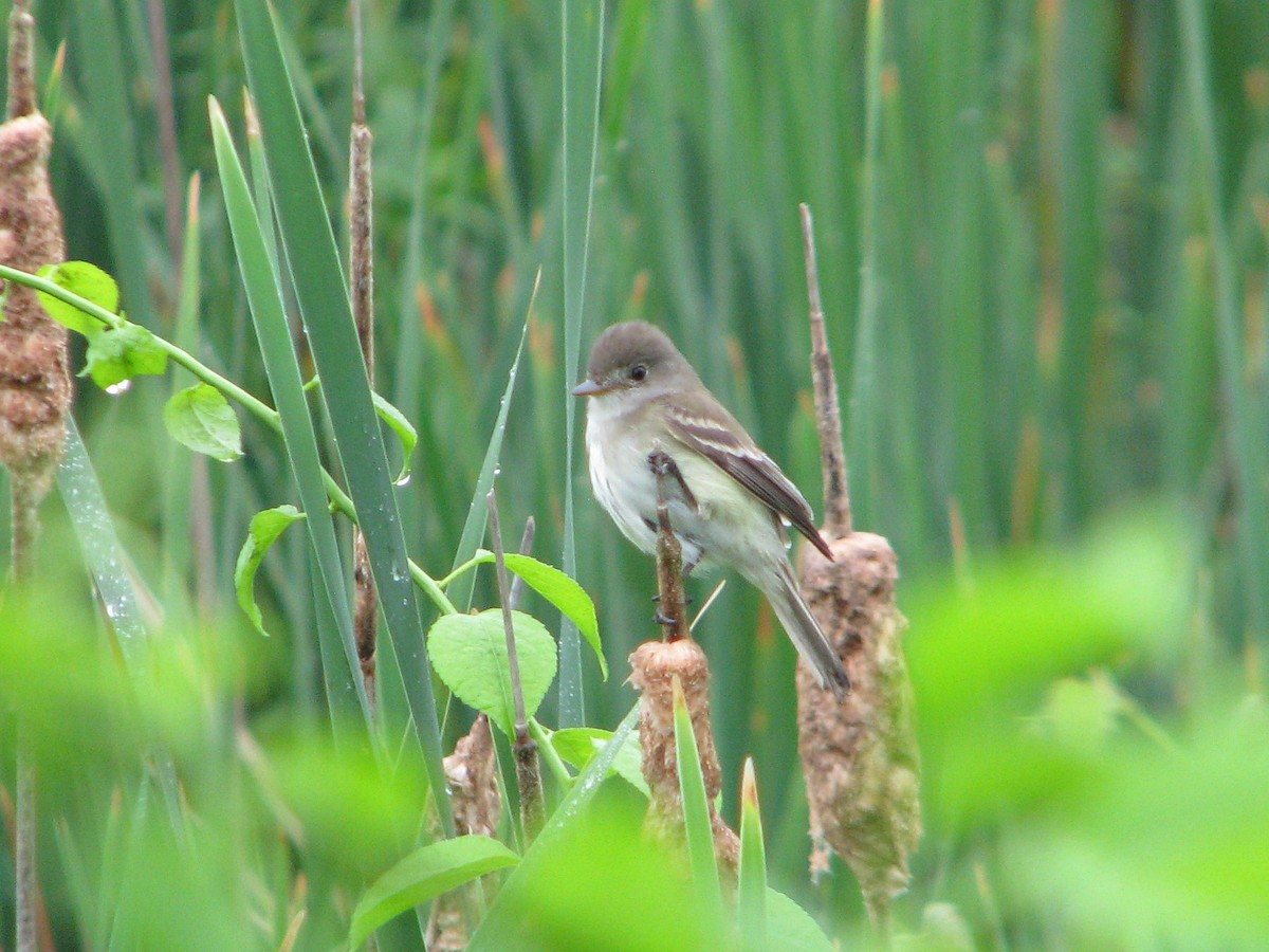 Willow Flycatcher - ML165159191